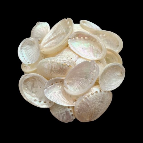 Natural beach shells seashells - shells,
