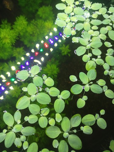 Water lettuce pistia - water,