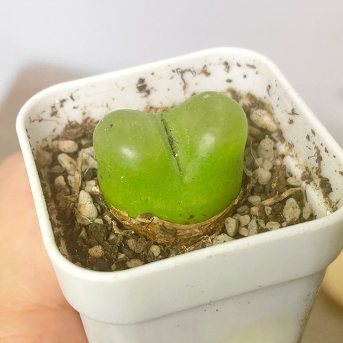 Conophytum maughanii - conophytum,