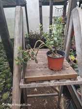 Crassula ovata money tree
