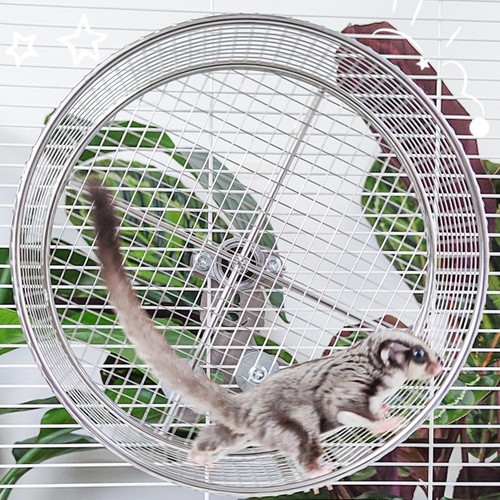 Hamster running exercise - hamster,