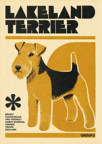 Lakeland terrier dog - a4, print