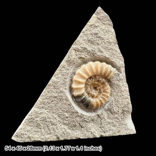 Promicroceras calcite ammonite - calcite,