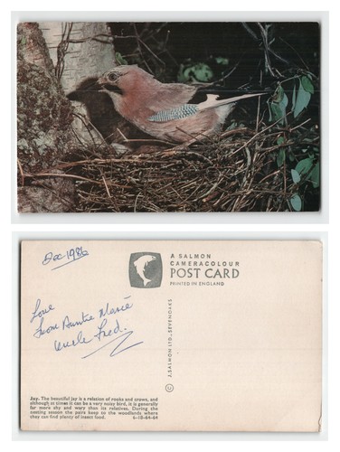 Postcard british jay - -, in