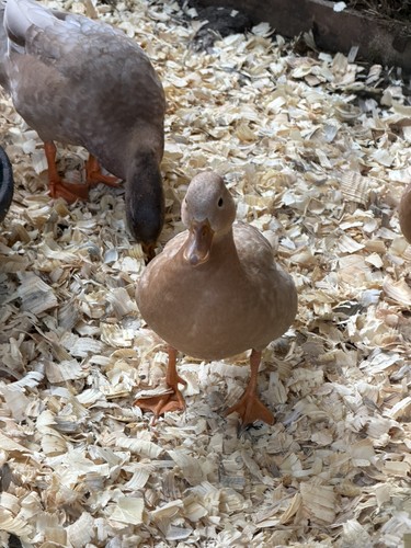 Call duck eggs mini buff - call,