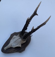 Small Deer Skull And Antler