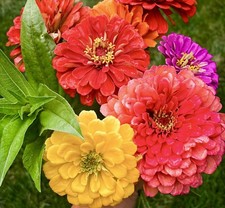 110x Zinnia Oklahoma Mix