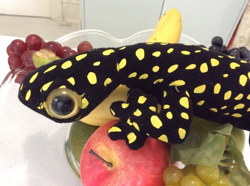 Nature planet gecko lizard - planet,