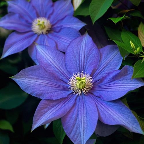 Blue clematis seeds flower - blue,