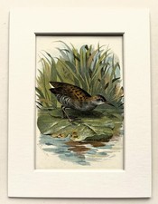 Water Rail - Thorburn -