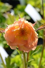 Geum 'Mai Tai'