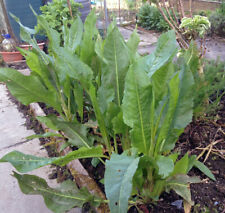 Patience dock (Rumex patienta)