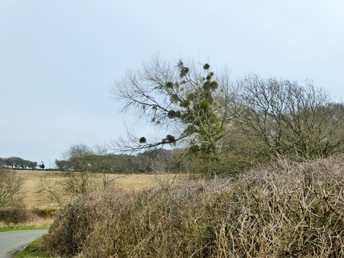 Photo 6x4 heavily mistletoe - photo,