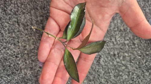 Hoya rosita unrooted cutting - hoya,