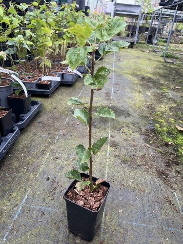 Wild service tree sorbus - tree,
