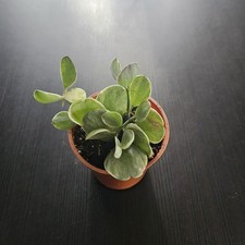 Dischidia Oiantha Variegata