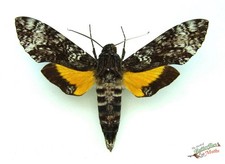 Isognathus Excelsior Hawk Moth