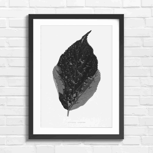 Acalypha tricolor leaf - tricolor,