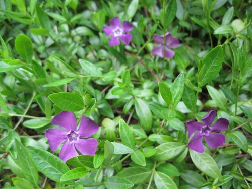 Periwinkle plants vinca - x, 5