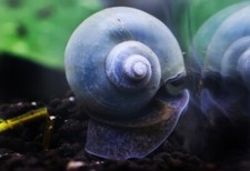 3 Blue Mystery Snails (Pomacea