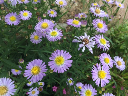 Chrysanthemum plug plant - 10,