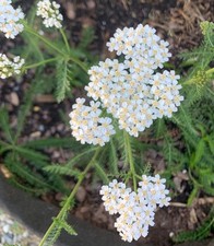 1  x LARGE bare root White Achillea, cutflower cultivar white yarrow (Lot 2)