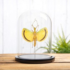 Winged Walking Stick Insect In