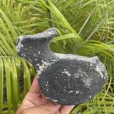 Whale backbone fossil - whale,