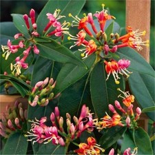 LONICERA HENRYI CLIMBING PLANT
