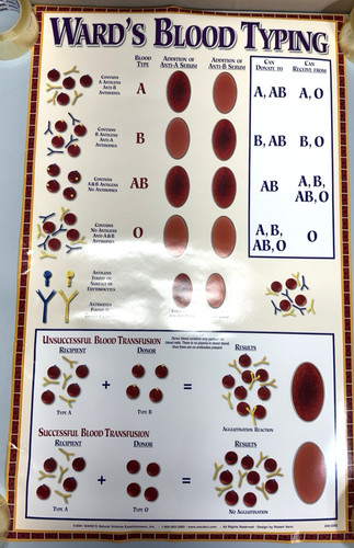 Ward blood typing poster - ward's,