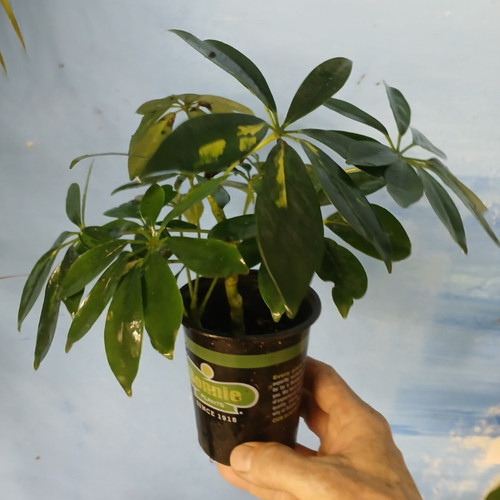 Variegated umbrella tree - variegated,