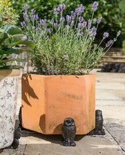 Potty Feet Owl Figures Plant