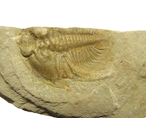 Cambrian pioche shale - cambrian,