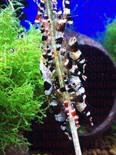 Mixed Pack 12x Large Bonsai