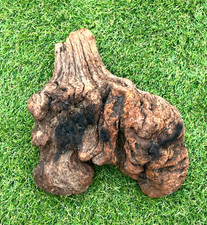 Manzanita Natural Burl