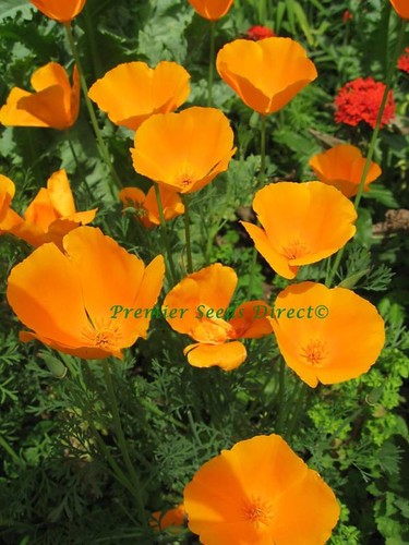 Flower california poppy golden - flower,