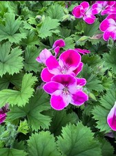 6 x Regal Pelargonium