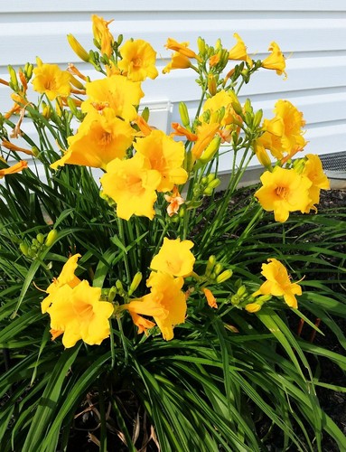Hemerocallis stella oro - 3x,