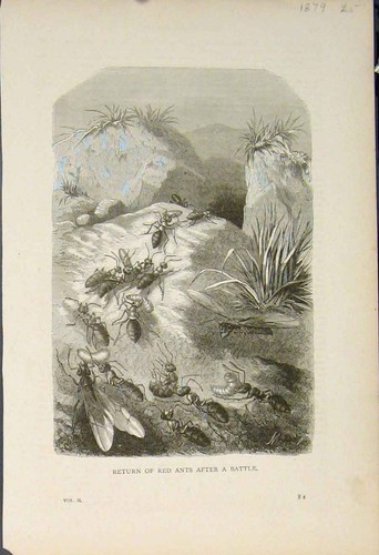 Original old antique - old, print
