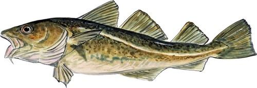 Atlantic cod fish vinyl - atlantic, decal