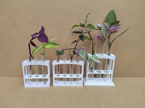 White plant propagation - plant,