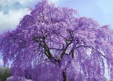 Jacaranda Tree - Jacaranda mimosifolia - Viable Seeds - UK Stock - FREE P&P