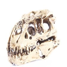 1PC Tyrannosaurus T-Rex Skull