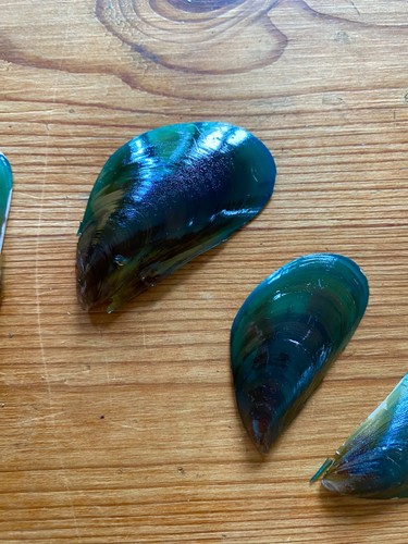 Natural mussel shells - mussel, from