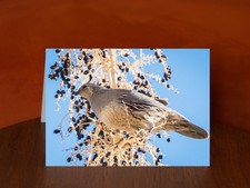Gambel's quail at Oasis of Mara - A5 Photography Card, Blank Inside