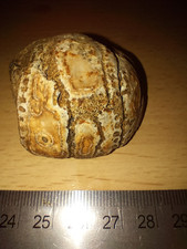 Echinoid Fossil Urchin - Genuine Specimen - UK Cretaceous