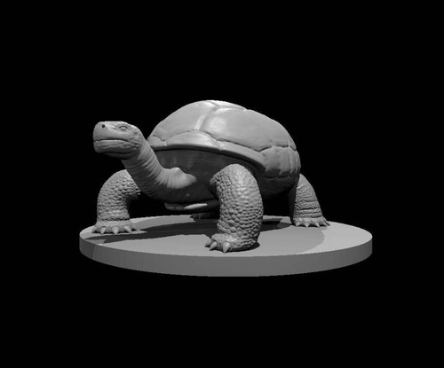 Giant tortoise for d - tortoise,