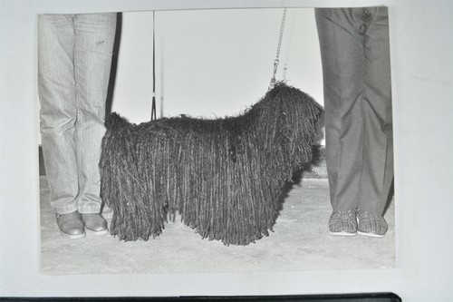 Hungarian puli dog - dog, crufts