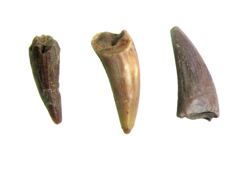 Triassic bull canyon - triassic, dinosaur