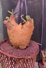 cyphostemma uter var. macropus